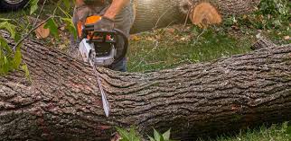 How Our Tree Care Process Works  in  Kenilworth, NJ