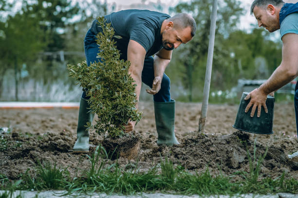 Professional Tree Care Services in Kenilworth, NJ